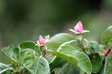 Fototapeta na wymiar Różanecznik, azalia, rododendron (Rhododendron) 