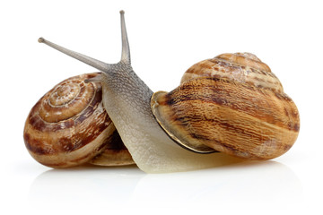 Snail
