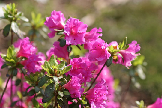 R&oacute;żanecznik, azalia, rododendron (Rhododendron) 