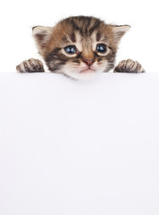 Pretty kitten peeking out of a blank sign