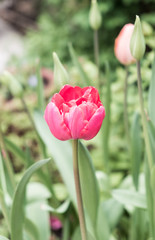 single red tulip close up growing outside in garden