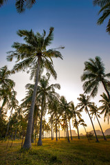Obraz na płótnie Canvas coconut tree during sunset