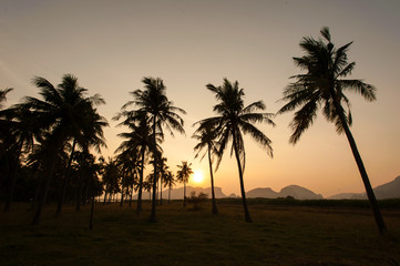Obraz na płótnie Canvas Coconut palm trees perspective view
