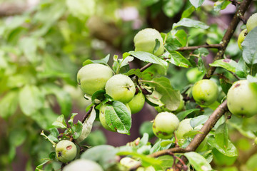 Fresh apple crop outdoors