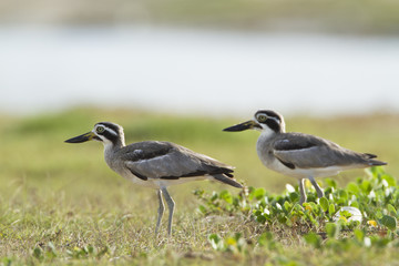 Great Thick-knee .in Pottuvil, Sri Lanka