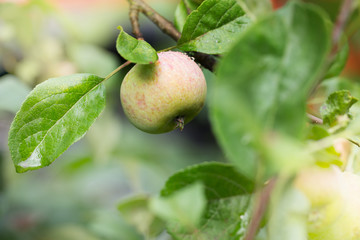 Fresh apple crop outdoors