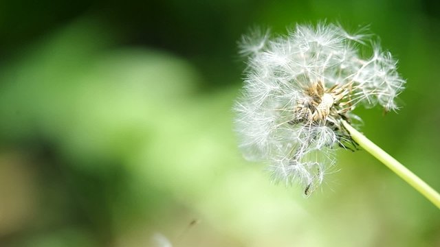 close up to the flowers of wild dandelion was blown by wind