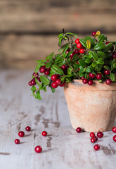 Fresh cranberries in a pot