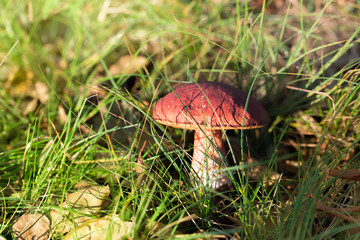 Eatable mushroom growing in the forest