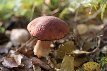 Eatable mushroom growing in the forest