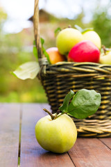 Fresh apple crop outdoors