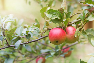 Fresh apple crop outdoors