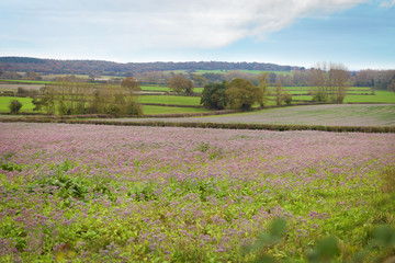 Fototapeta na wymiar lavender fields in England in autumn