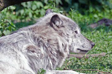 Wolf (Canis lupus)