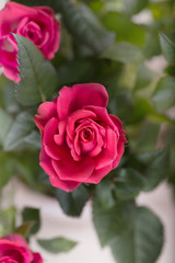 Pink bushed roses in the pot