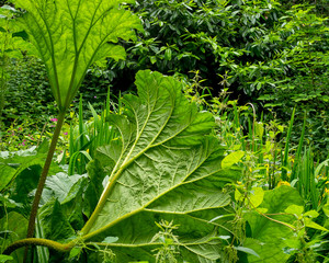 Bog Garden