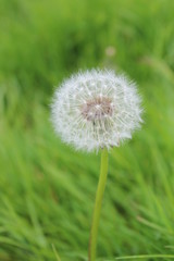 Naklejka premium Dandelion Clock in Park, England.