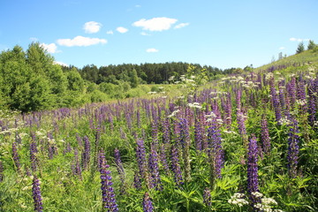 Blooming lupines