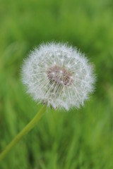Fototapeta premium Dandelion Clock in Park, England.