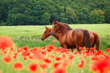 Stuten im Klatschmohn