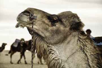 Camel / Photo desert camel resting after a long walk ...