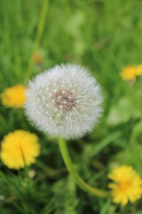 Dandelion Clock in Meadow, England.