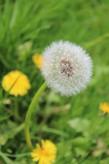 Dandelion Clock in Meadow, England.