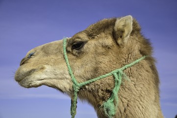 Camel / Photo desert camel resting after a long walk ...
