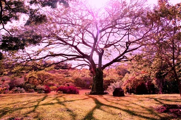 Foto auf Acrylglas Lila purple tree with shadow, Kauai (Hawaii)
