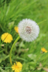 Dandelion Clock in Meadow, England.