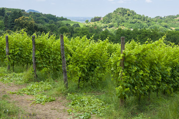 Fototapeta na wymiar View of grape vineyards during summer, in the late morning