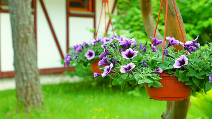 Beautiful violet petunia in the hanging flowerpots