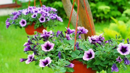 Hanging baskets with a petunia flowers