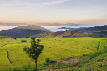Green Terraced Rice Field in Pa Pong Pieng , Mae Chaem, Chiang Mai, Thailand