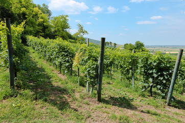 Fototapeta na wymiar View of grape vineyards at summer, in the late morning