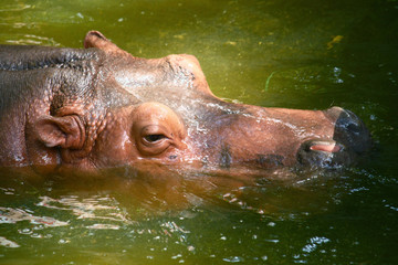Hippopotamus in water