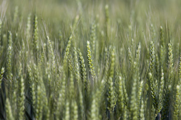 Wheat field in springtime