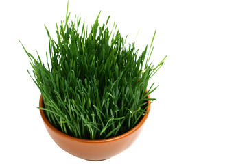 green wheat sprouts in a pot on white background