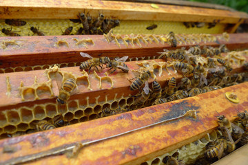 honeycomb with bees