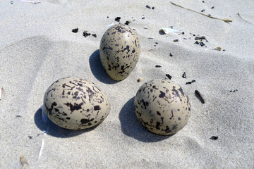 Fototapeta na wymiar seagull eggs