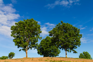 .Trees mound sky