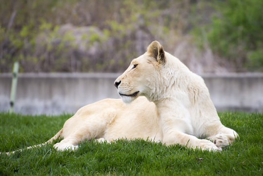 Majestic White Lioness