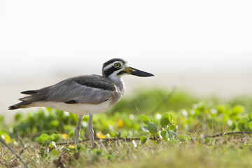 Great Thick-knee .in Pottuvil, Sri Lanka