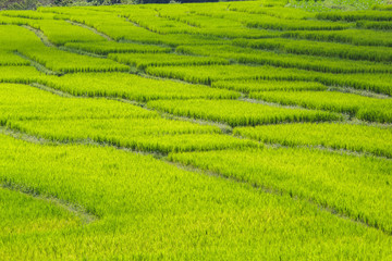 Green Terraced Rice Field in Mae Klang Luang , Mae Chaem, Chiang Mai, Thailand