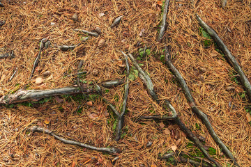 Forest floor