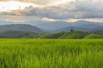 Green Terraced Rice Field in Pa Pong Pieng , Mae Chaem, Chiang Mai, Thailand