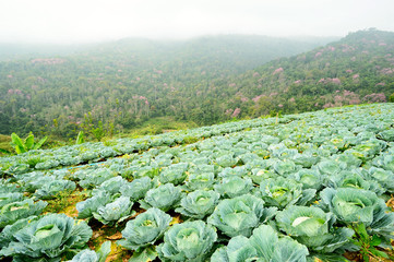 Fototapeta premium cabbage farm ,thailand
