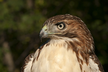 Juvenile Red Tail Hawk