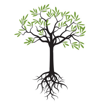 Young Olive Tree with Green Leafs and Roots. Vector Illustration