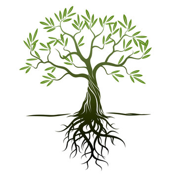 Vector Color Olive Tree with green Leafs and Roots.